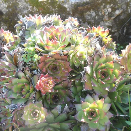 Les Succulentes *