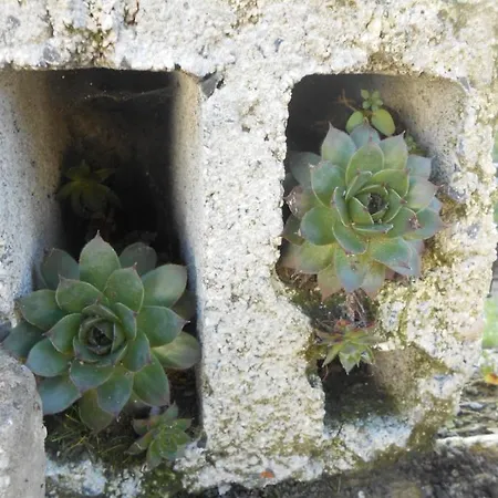 Les Succulentes Bed and Breakfast Englancourt